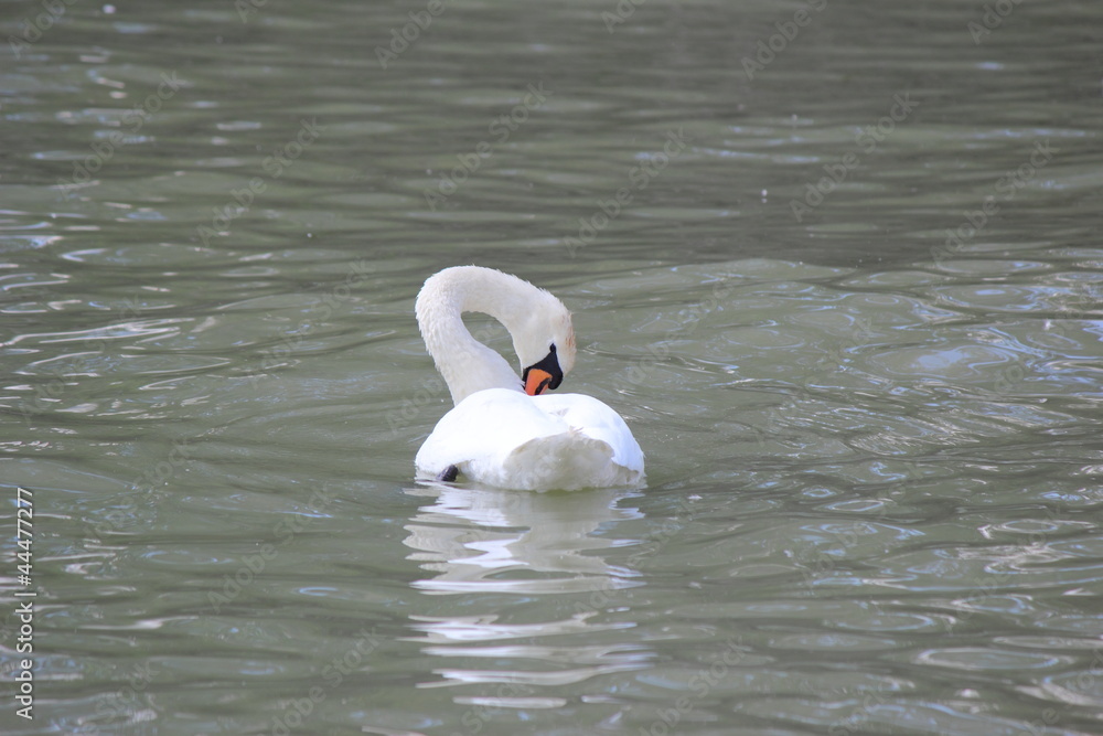 Naklejka premium swan