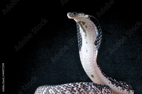 Spitting cobra / Naja sputatrix photo