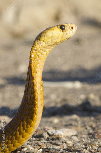 Cape cobra / Naja nivea