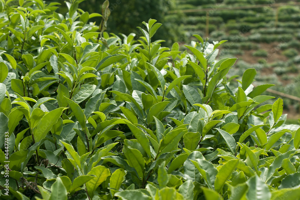 Green tea Green tea