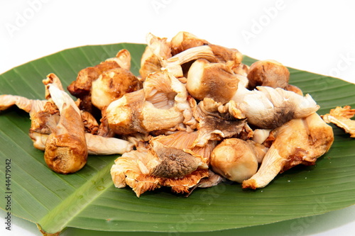thailand Mushrooms