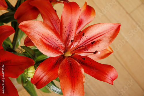 Lilium