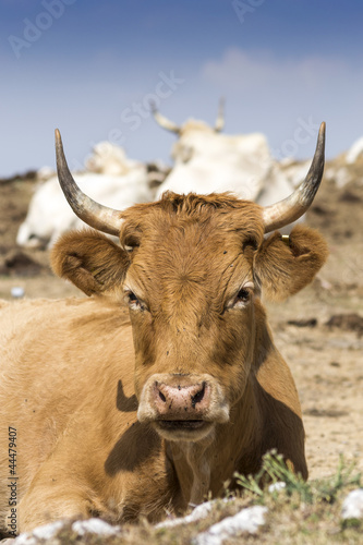 mucca al pascolo