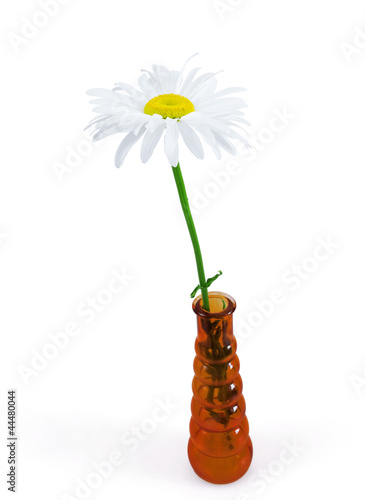 white daisy in a red glass ...