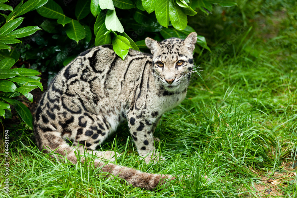 Obraz premium Female Clouded Leopard Sitting Under Bush