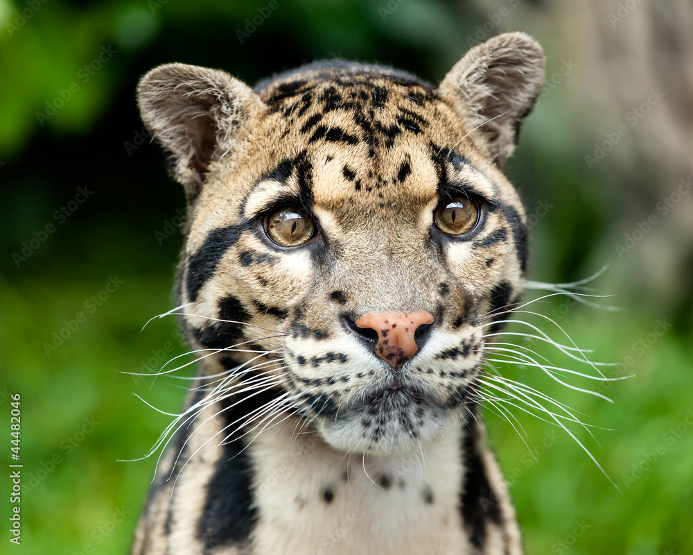 Naklejka premium Head Shot Portrait of Beautiful Clouded Leopard