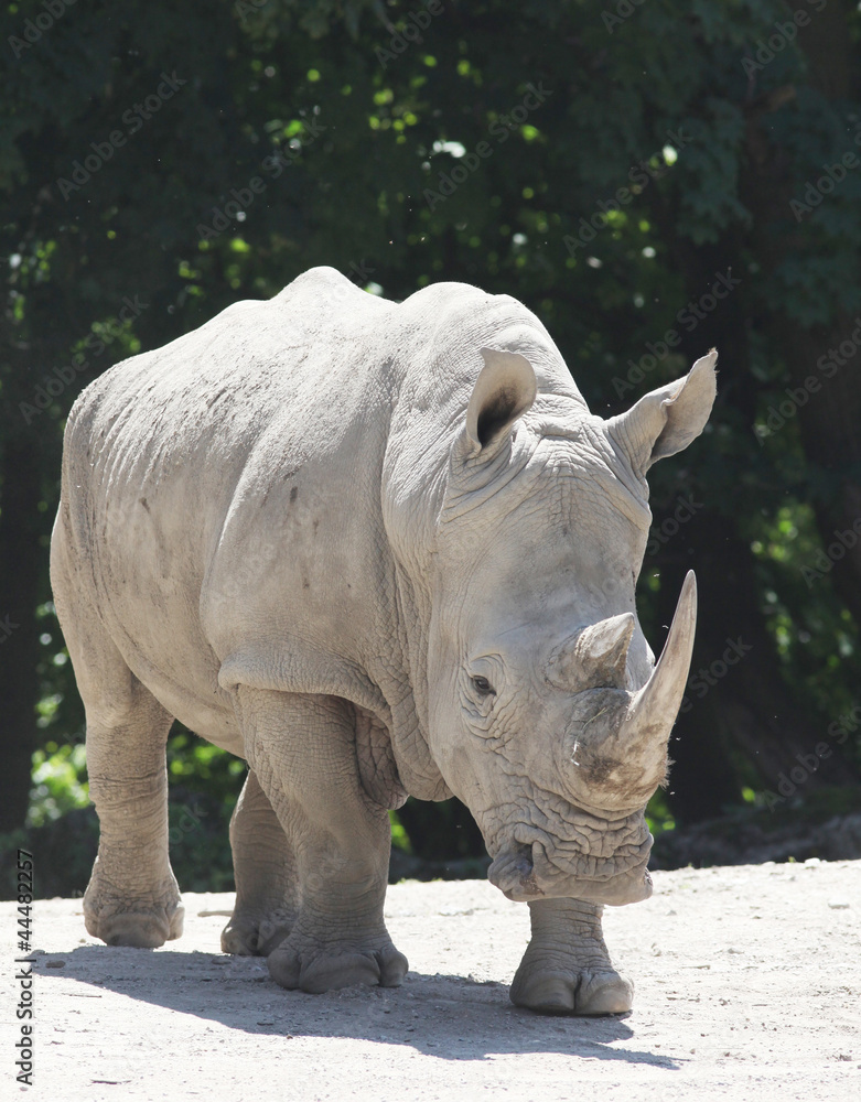 Naklejka premium Nashorn