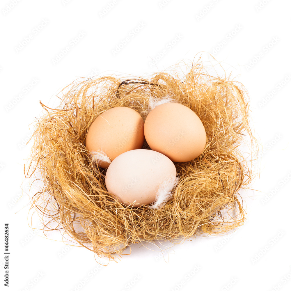 Eggs in nest Eggs in nest