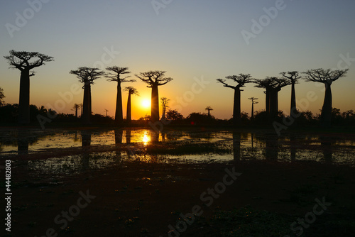 baobab avenue, menabe photo