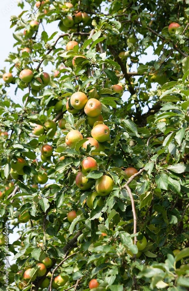 Apfelbaum mit leckeren Früchten