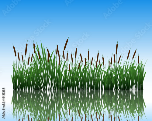 meadow with reflection