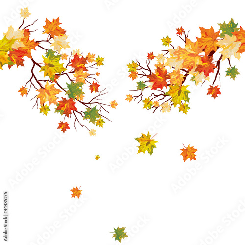 Autumn maple