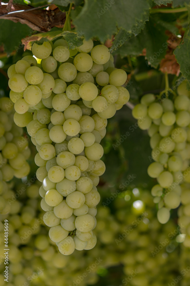 uva di canicattì uva di canicattì