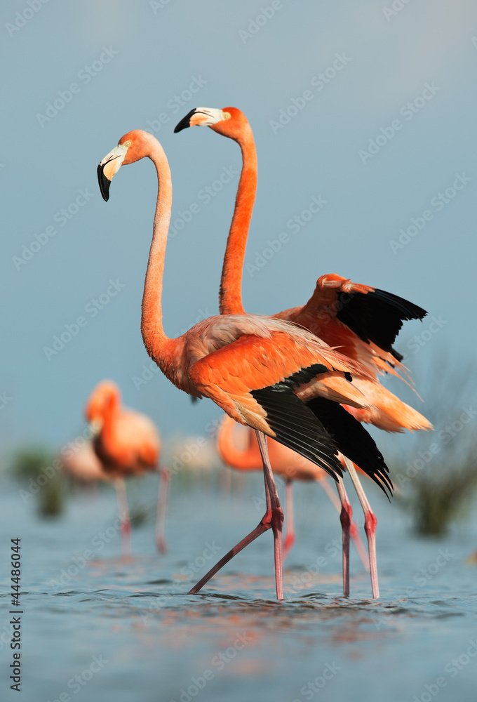 Fototapeta premium American Flamingo (Phoenicopterus ruber)