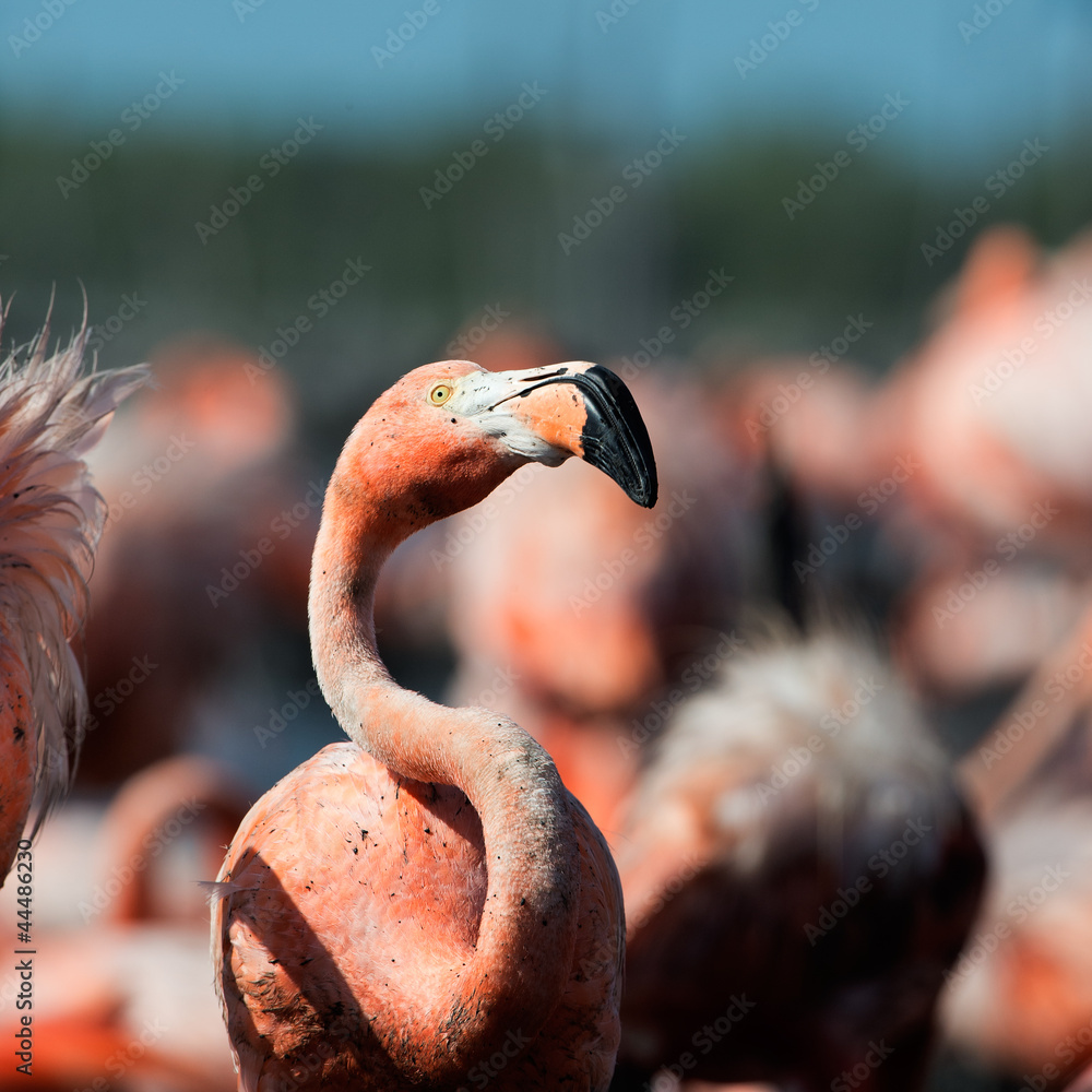 Fototapeta premium The American Flamingo (Phoenicopterus ruber)