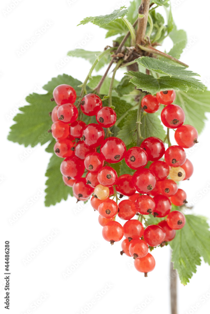 red currant red currant