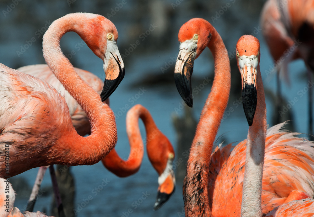 Obraz premium Flamingo (Phoenicopterus ruber)