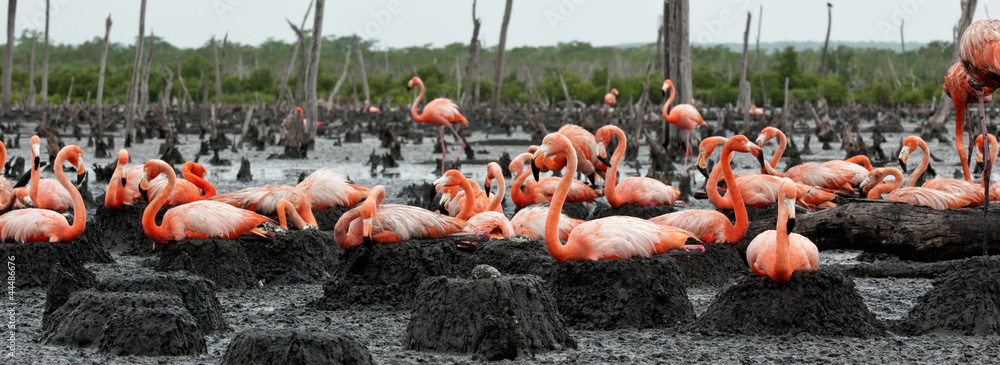 Fototapeta premium Flamingo (Phoenicopterus ruber) at nest.
