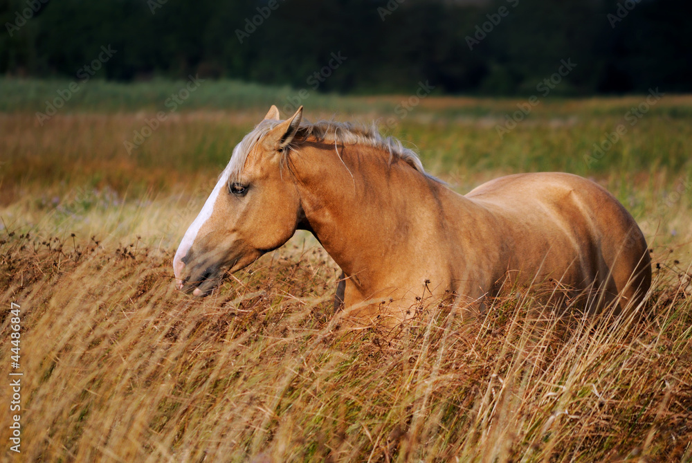 Obraz premium horse in the long grass