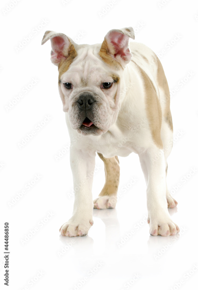 Fototapeta premium puppy standing