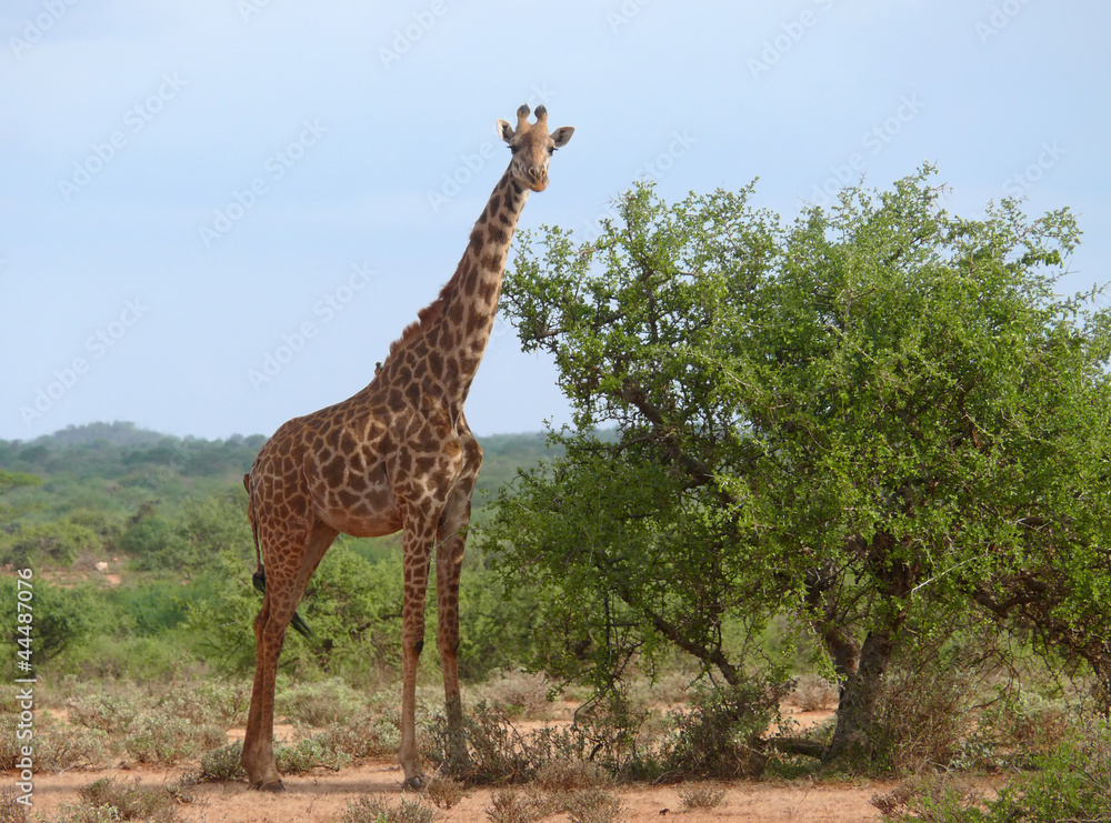 Obraz premium Photo of the giraffe in savannah.