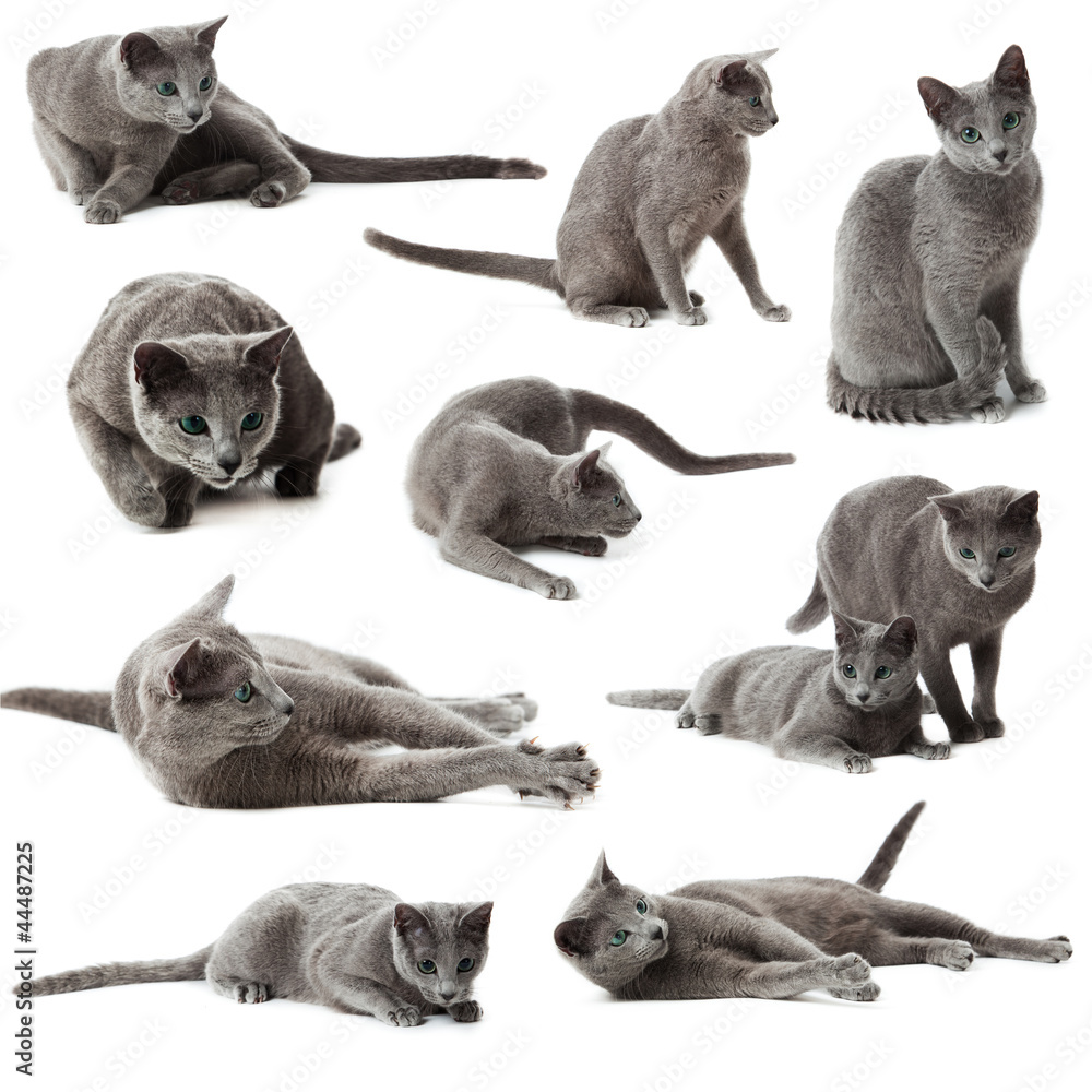 Fototapeta premium Collection of blue russian cats on white background.