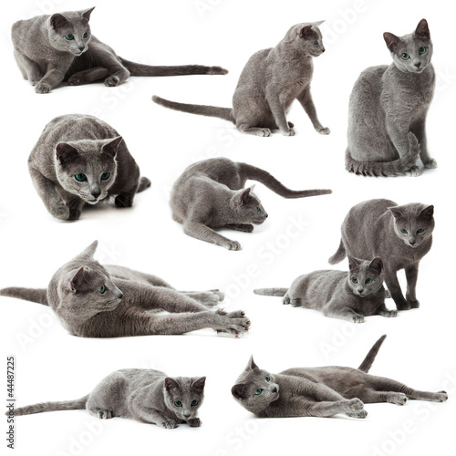 Collection of blue russian cats on white background.