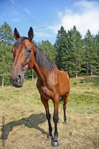 cute Brown horse taken with wide angle