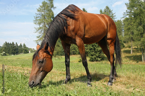beautiful glossy brown horse grazing the grass © ChiccoDodiFC