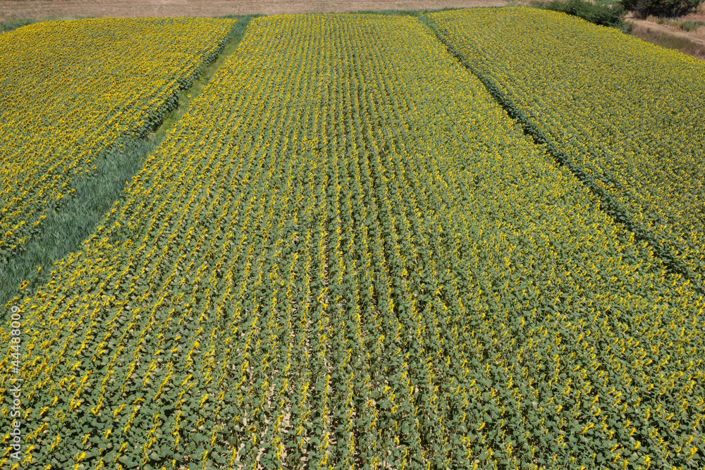 Sunflowers growing in field Sunflowers growing in field
