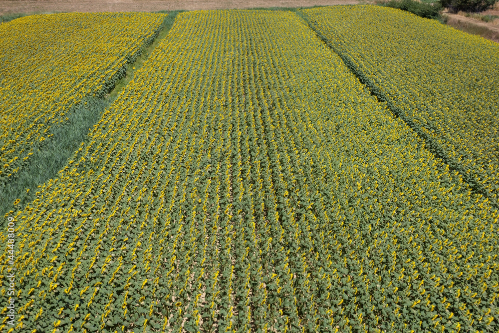 Sunflowers growing in field