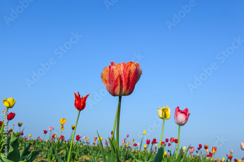 field with blooming colorful tulips photo