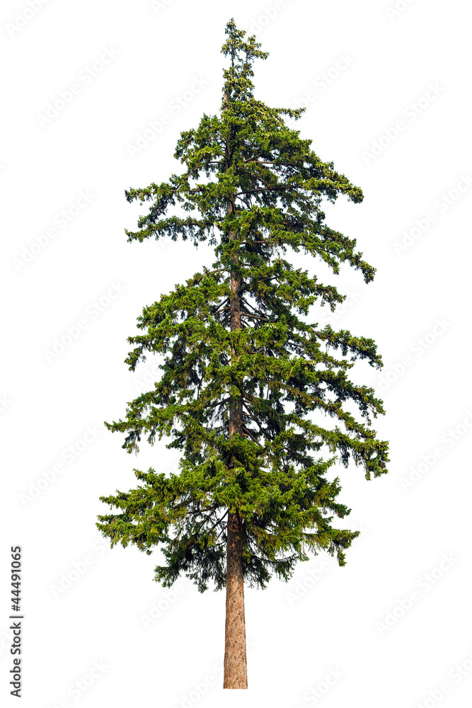 Fir tree isolated on white background Fir tree isolated on white background