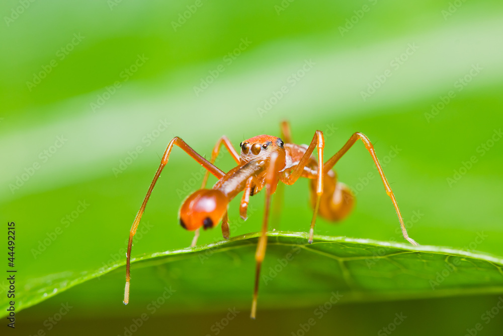 Kerengga ant-like jumper spider