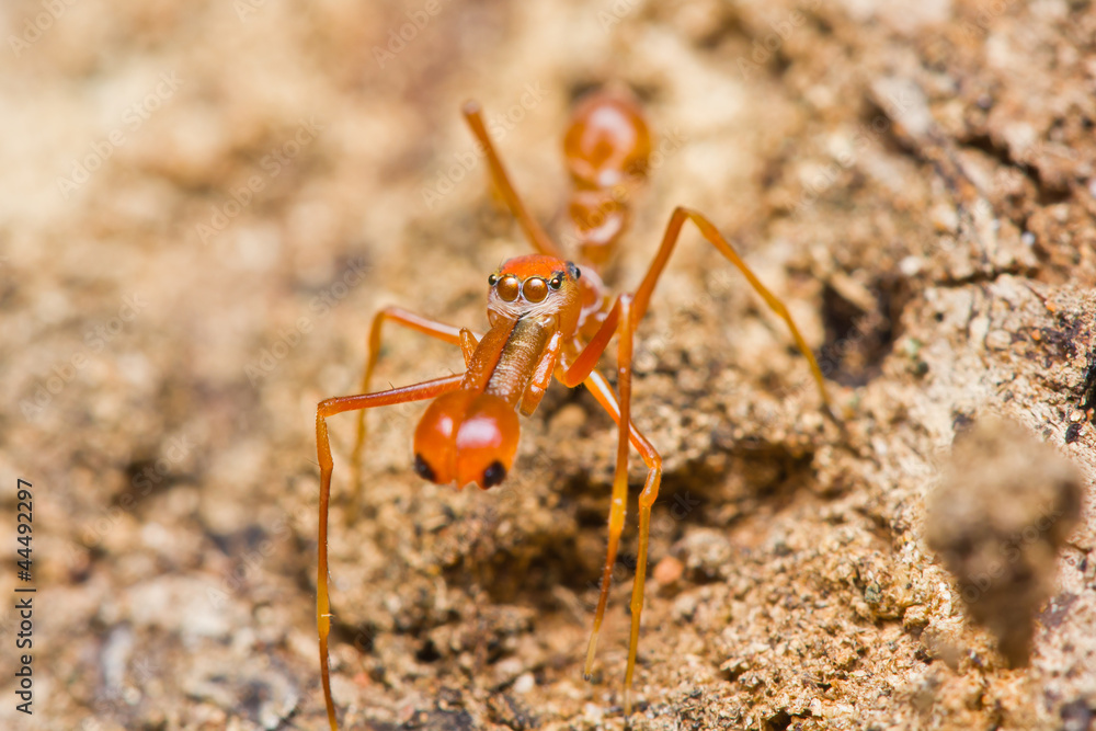 Kerengga ant-like jumper spider