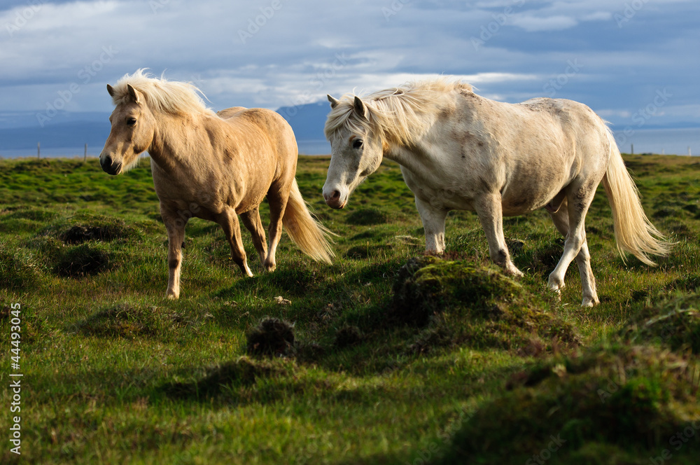 Fototapeta premium Iceland Horses