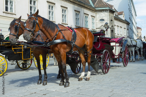 Horse-drawn Carriage in Vienna © PhotoSerg