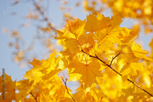 Yellow maple leaves against the sky