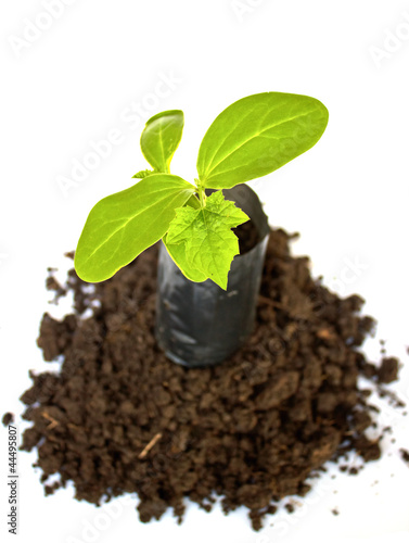 Young plant in Planting bag on soil over white