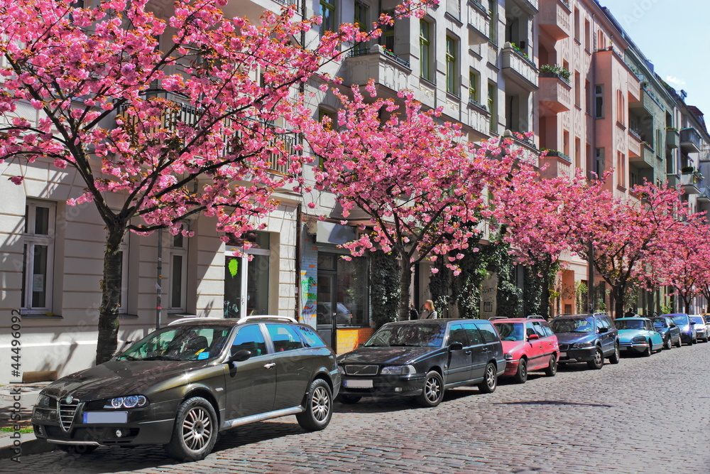 Straße mit Kirschblütenbäumen