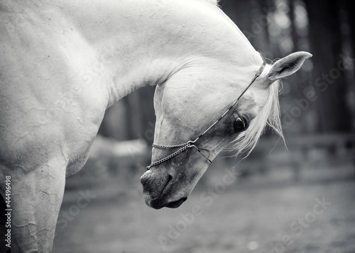 white horse #44496498
