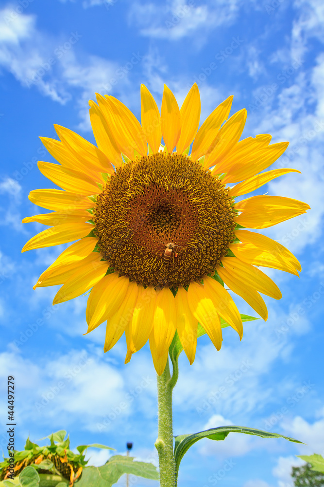 Beautiful sunflowers with bright blue sky Beautiful sunflowers with bright blue sky