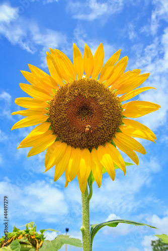 Beautiful sunflowers  with bright blue sky