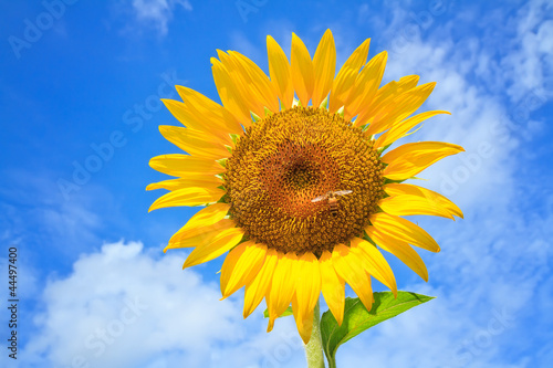 Beautiful sunflowers  with bright blue sky