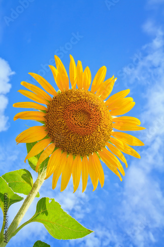 Beautiful sunflowers  with bright blue sky