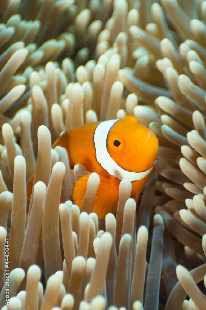 カクレクマノミ カクレクマノミ