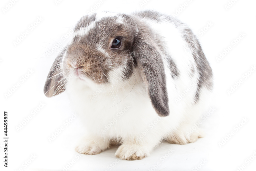 Young Rabbit Young Rabbit