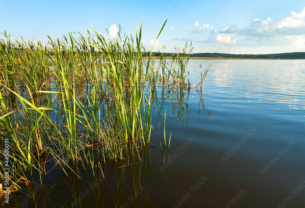 Summer rushy lake