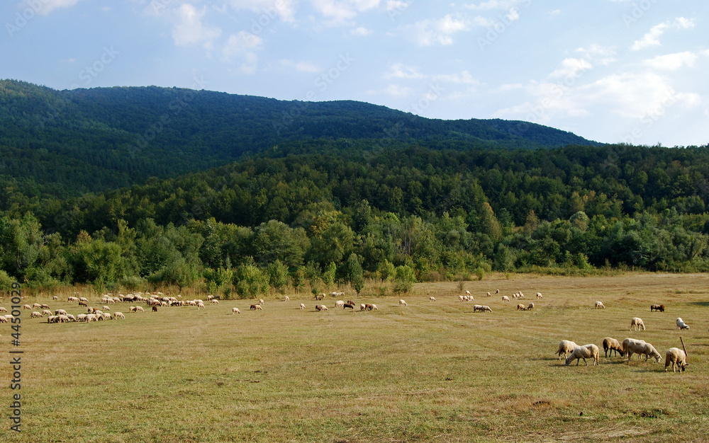 Landscape countryside, meadows,forest,hills,sky,sheeps