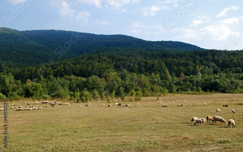 Landscape countryside, meadows,forest,hills,sky,sheeps